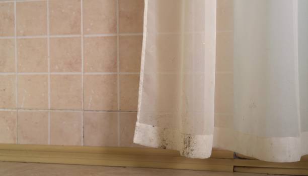 Best Black Mold Removal  in Lehigh Acres, FL