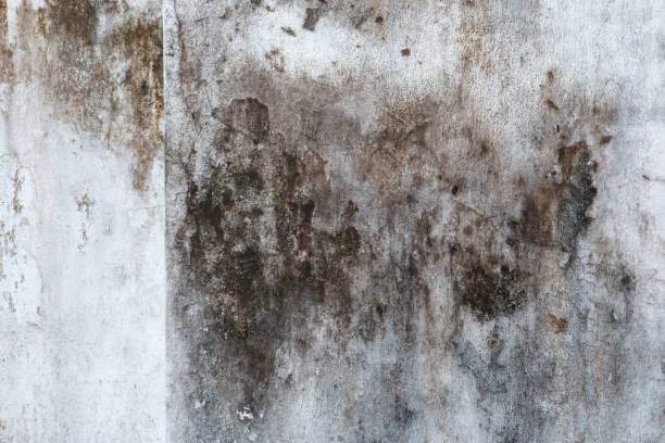 Best Industrial Mold Remediation  in Lehigh Acres, FL