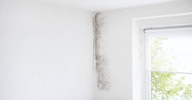 Best Mold Removal for HVAC Installations  in Lehigh Acres, FL