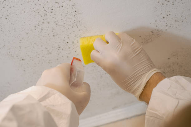  Lehigh Acres, FL Mold Removal Pros
