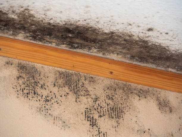 Trusted Lehigh Acres, FL Mold Removal Experts