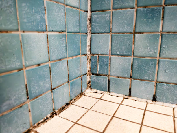 Best Real Estate Mold Inspection  in Lehigh Acres, FL