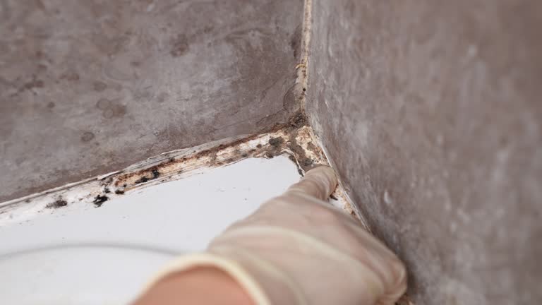 Best Forensic Mold Investigation  in Lehigh Acres, FL